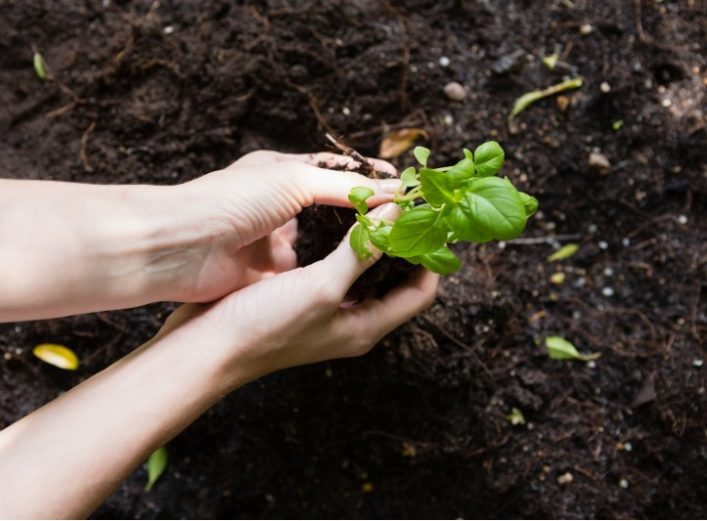 Manos sujetando una planta joven. Suministros La Ronda.