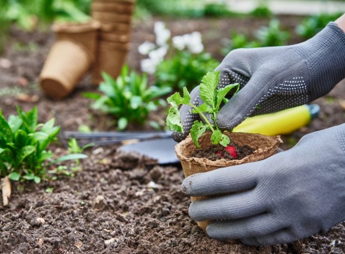 Manos con guantes sembrando en un suelo de jardín de tierra una planta pequeña. Suministros La Ronda.