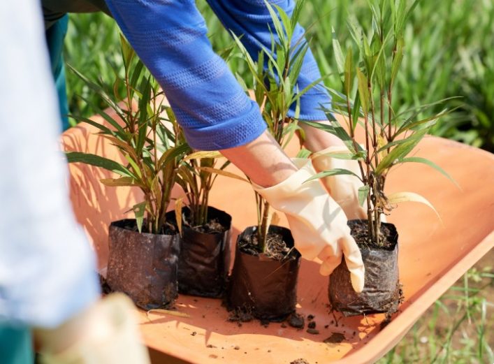 Manos posan plantas para trasplantar en una carretilla. Suministros La Ronda.